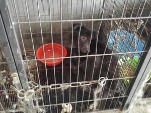 Pemilik Meninggal Dunia, 14 Anjing Mati Kelaparan di Gunung Sindur Pemilik Meninggal Dunia, 14 Anjing Mati Kelaparan di Gunung Sindur