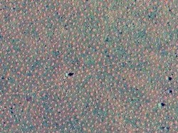 Fenomena Alam Misterius Lingkaran Peri Ditemukan di Australia Barat