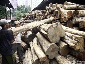 Ini Strategi Pemerintah Cegah Beredarnya Kayu Curian