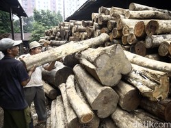 Ini Strategi Pemerintah Cegah Beredarnya Kayu Curian