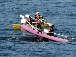 Lagi Asyik Main Kayak, Malah Didorong Ikan Paus!