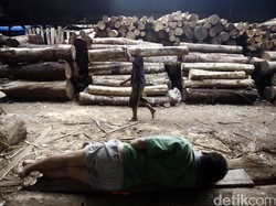 Gubernur Papua Lepas 40 Kontainer Ekspor Kayu Perdana