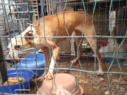 Antisipasi Rabies di Bali, Ratusan Anjing Bakal Divaksin