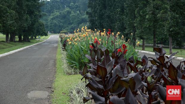 Bunga-Bunga berwarna merah dan kuning di Jalan Astrid Kebun Raya Bogor, merupakan simbol dari warna bendera Negara Belgia. Jalan Astrid sendiri diberi nama dari nama neneknya Putri Astrid .Bogor, 16 Maret 2016.CNN Indonesia/Andry Novelino.