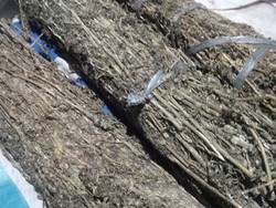 Polisi Ringkus Wanita yang Peralat Anaknya yang Masih Bocah untuk Jual Ganja