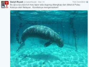 Responsifnya Menteri Susi Kala Warga Mengadu untuk Selamatkan Ikan Dugong
