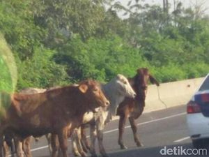 Picu Kecelakaan Karambol di Tol Sragen, 5 Sapi Mati Tertabrak Picu Kecelakaan Karambol di Tol Sragen, 5 Sapi Mati Tertabrak