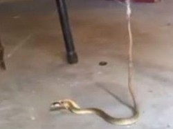 Video: Aksi Ular Berbisa Lepaskan Diri dari Jeratan Jaring Laba-Laba