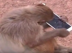 Mau Foto-foto di Kebun Binatang, Ponsel Turis Jatuh & Dirusak Monyet