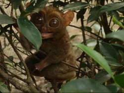 Liburan ke Manado, Mampir Juga Dong ke Bitung!