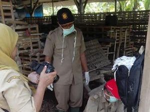 Ribuan Ayam Petelur di Lamongan Mati Mendadak