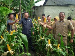 Bisa Dicontoh, Lahan Sempit di Perkotaan Jadi Ladang Jagung Seperti ini