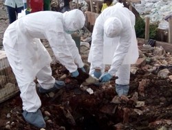 Wabah Flu Burung H5N1 Merebak di Togo, 11.500 Ayam Dimusnahkan