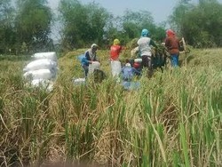 Harga Gabah Kering Panen Anjlok, Begini Curhat Petani