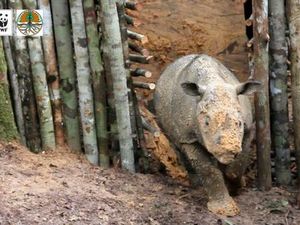 Gotong Royong Selamatkan Badak Sumatera