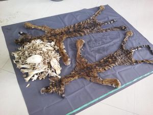 2 Penjual Kulit Harimau di Aceh Divonis Masing-masing 4 Tahun