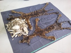 2 Penjual Kulit Harimau di Aceh Divonis Masing-masing 4 Tahun