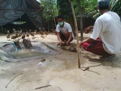 Puluhan Ribu Unggas di Banyuwangi Mati Mendadak Diduga Flu Burung