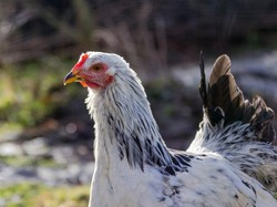 Wajah Ayam Ternyata Bisa Memerah seperti Manusia, Pertanda Apa?