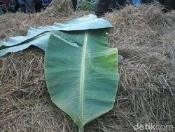 Pembunuh Wanita yang Ditemukan di Tumpukan Jerami Dibekuk