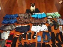 Kisah Kucing di Selandia Baru yang Suka Mencuri Celana Dalam Pria