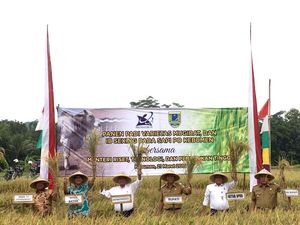 Kemristek Dikti dan BATAN Kembangkan Padi Mugibat Hasil Iradiasi Nuklir