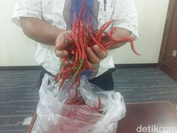 Ingin Dapat Benih Bawang dan Cabai Amfibi? Begini Caranya