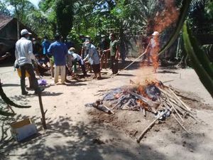 Ribuan Unggas Mati, Dinas Peternakan: Wabah Flu Burung di Banyuwangi Dilokalisir