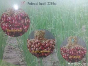 Kementan Ciptakan Bawang Merah dan Cabai Amfibi