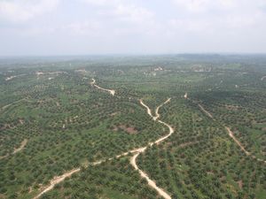 Kementan Optimistis Peremajaan Lahan Sawit Rampung Tahun Ini