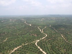 Kementan Optimistis Peremajaan Lahan Sawit Rampung Tahun Ini