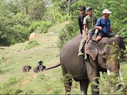 Kisah Pawang Gajah di Bengkulu: Anggap Gajah Anak hingga Bertemu Harimau