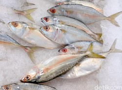Jangan Asal Makan! Begini Cara Pilih Ikan yang Segar dan Sehat
