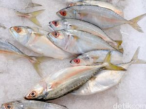Punya Riwayat Alergi Ikan Laut? Kata Dokter, Ini yang Perlu Diperhatikan Punya Riwayat Alergi Ikan Laut? Kata Dokter, Ini yang Perlu Diperhatikan