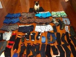 Lucu, Kucing Ini Sering Bawa Pulang Underwear Pria untuk Pemilik Wanitanya