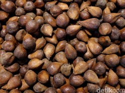 Salak Kersikan, Si Manis Flora Resmi Kabupaten Pasuruan