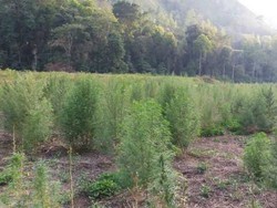 Polisi Temukan 156 Ribu Batang Ganja Siap Panen di Pegunungan