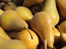 Pencuri Gasak Lima Ton Buah Pir di Australia Tanpa Ketahuan