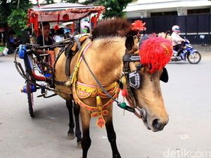 Delman Masih Eksis di Era Transportasi Online
