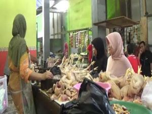 Pedagang Ayam Terpukul dengan Isu Flu Burung
