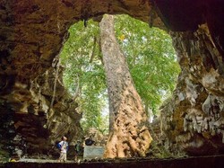 Di Gunungkidul Ada Pohon Besar Dalam Gua