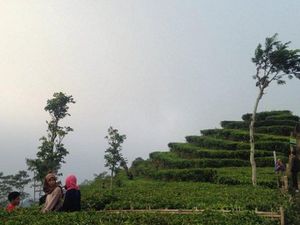 Bukan Lembang, Ini Kebun Teh Cantik di Kulonprogo Bukan Lembang, Ini Kebun Teh Cantik di Kulonprogo