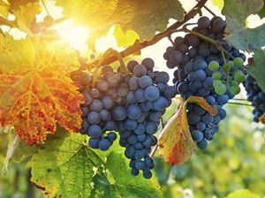 Italia Nih Bos, Atap Bandara Akan Disulap Jadi Kebun Anggur Italia Nih Bos, Atap Bandara Akan Disulap Jadi Kebun Anggur