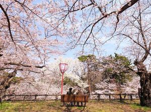 Bikin Kaget! Bunga Sakura di Jepang Bermekaran Saat Musim Gugur
