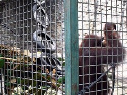 Belajar Cinta Fauna di Pusat Penyelamatan Satwa Yogyakarta