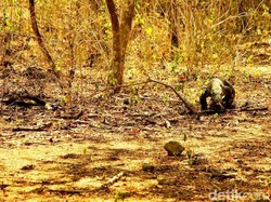 Berhadapan dengan Naga Purba di Pulau Rinca, Mendebarkan!