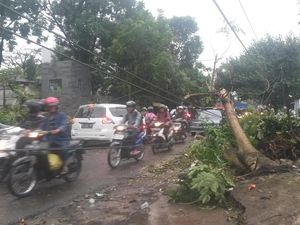 Lebih 20 Pohon di Bandung Tumbang Akibat Hujan Angin