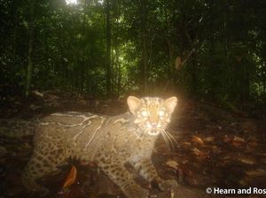 Menguak Si Langka Kucing Batu di Pedalaman Hutan Kalimantan