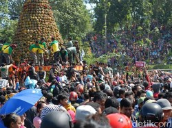 Ribuan Orang di Jombang Berebut Gunungan 2.016 Durian