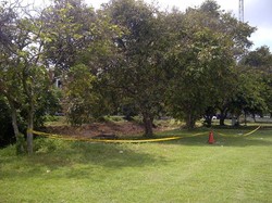 Saksi: Saya Kira Patung di Pohon, Ternyata Orang Bule Bunuh Diri